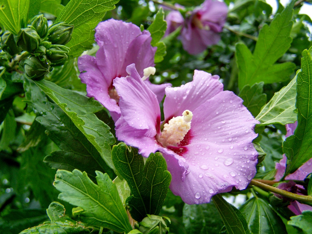 bush mallow  hibiscus  pale purple-flowered free photo