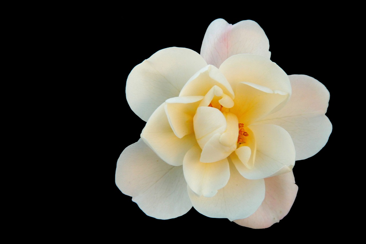 bush rose white flowers free photo