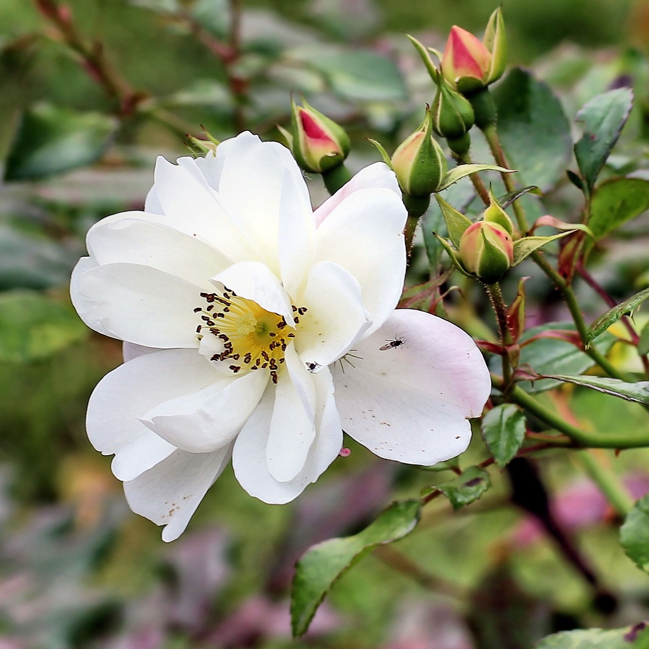 bush rose bud bush free photo