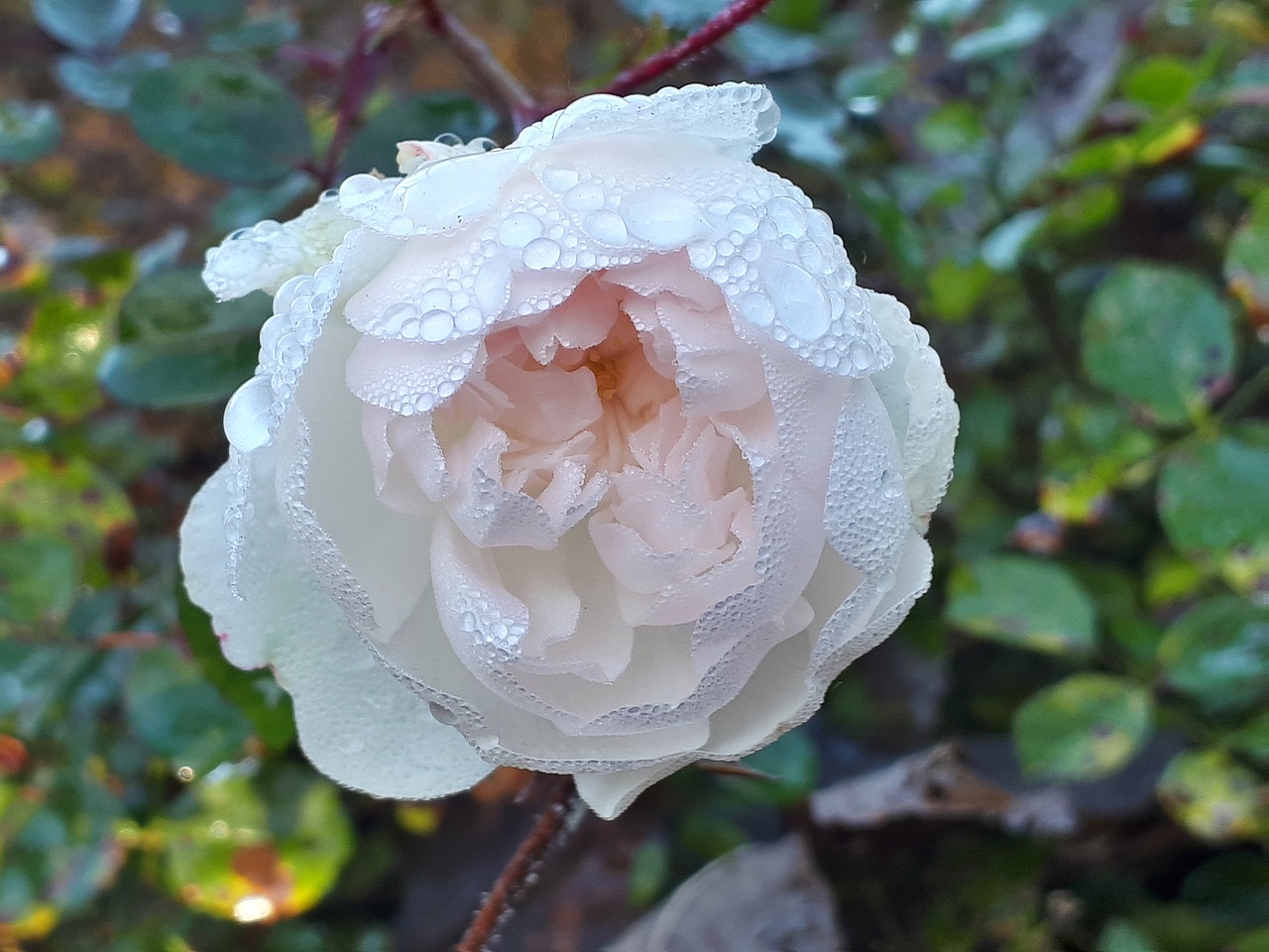 bush rose white drip free photo