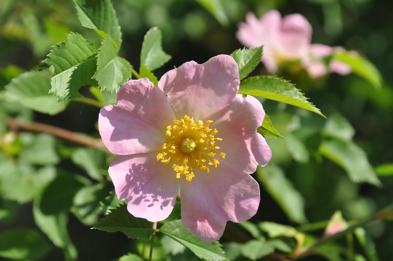 bush rose  blossom  bloom free photo