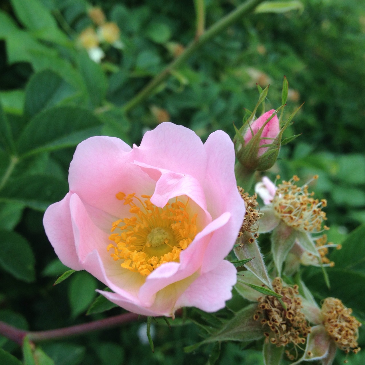 bush rose nature blossom free photo