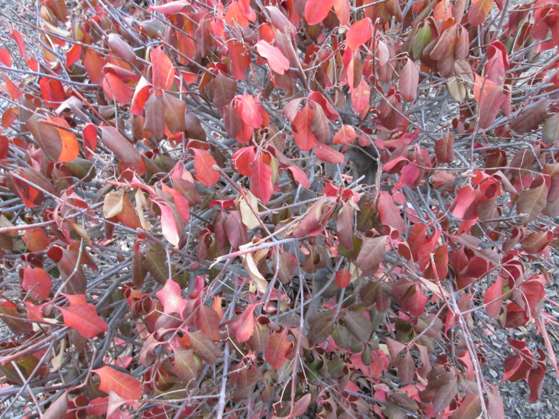 bush bushes plants free photo