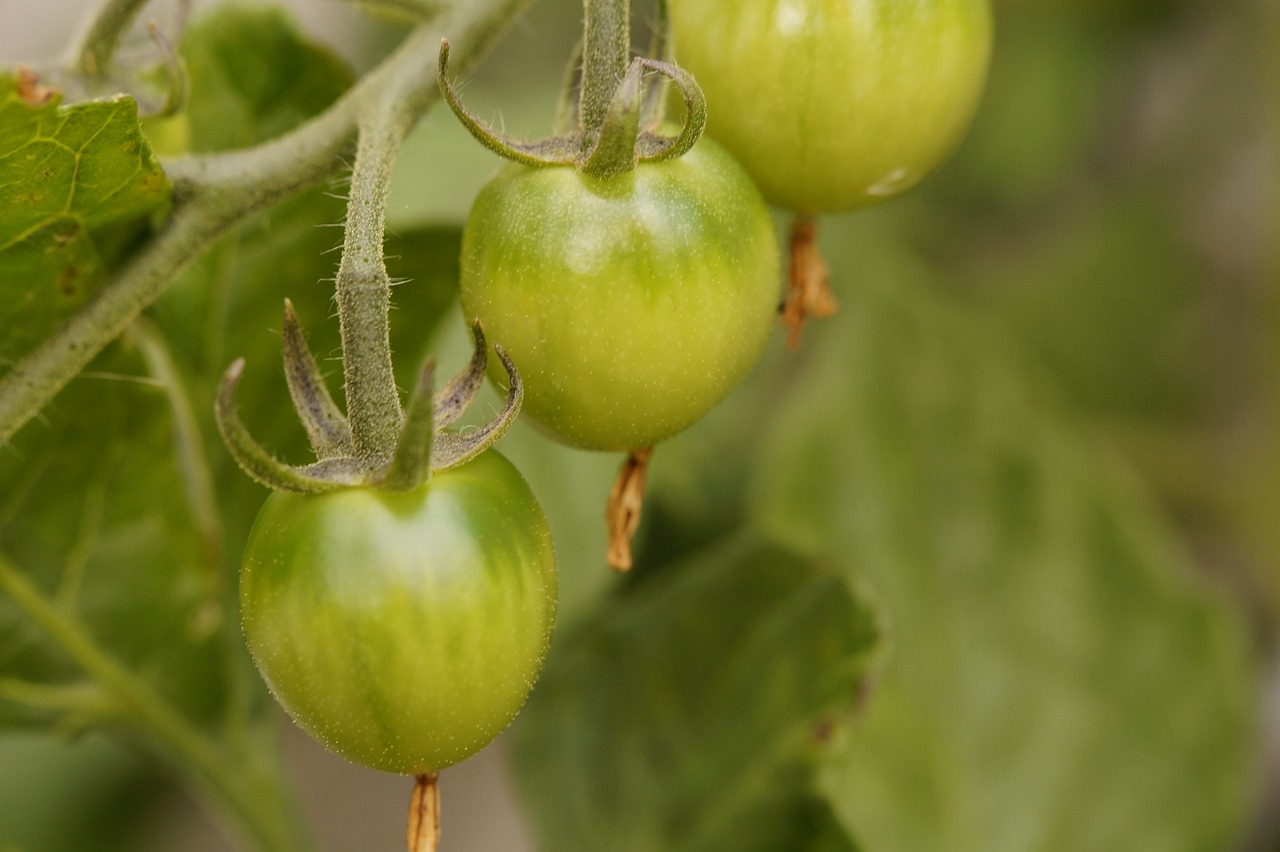 bush tomato tomato tomato plant free photo