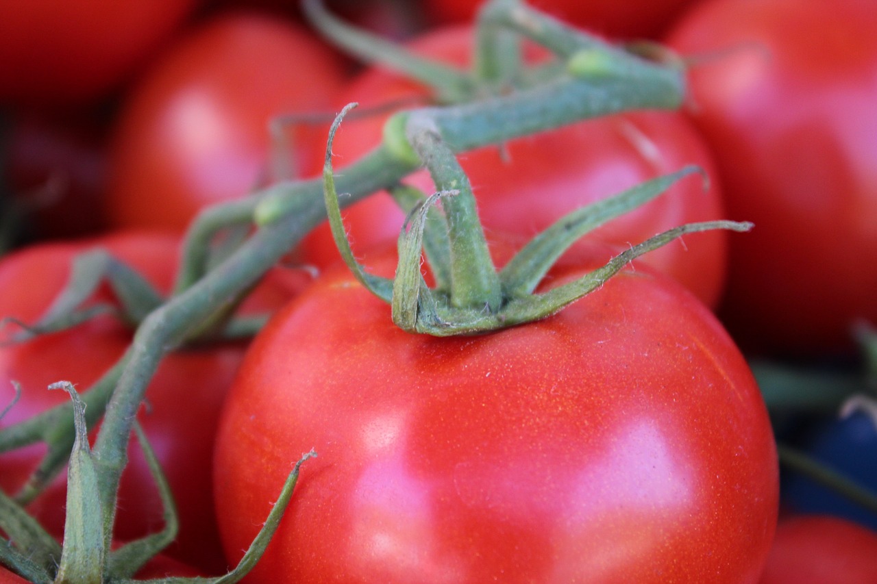 bush tomato tomato red free photo