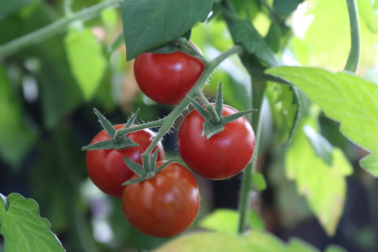 bush tomatoes tomatoes nachtschattengewächs free photo