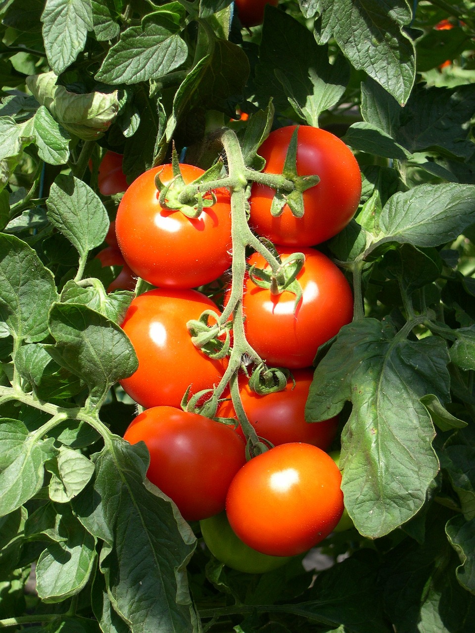 bush tomatoes tomatoes red free photo