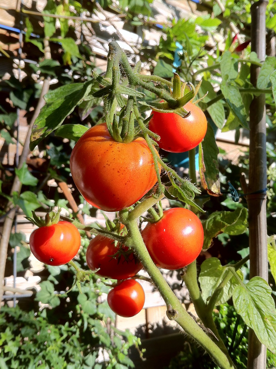 bush tomatoes tomatoes tomato shrub free photo