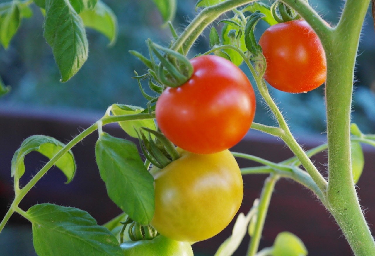 bush tomatoes tomatoes tomato shrub free photo