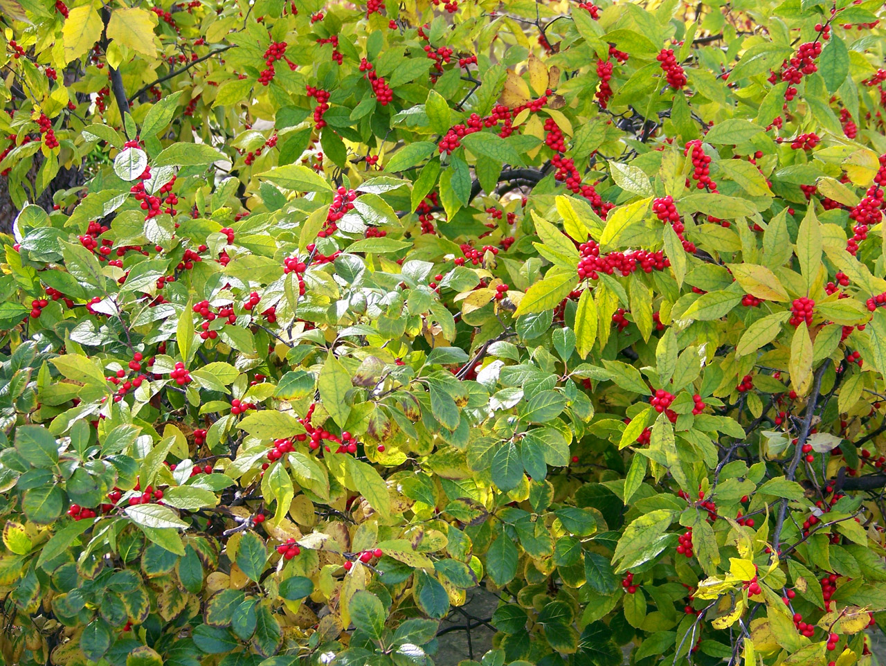 bush red berries free photo