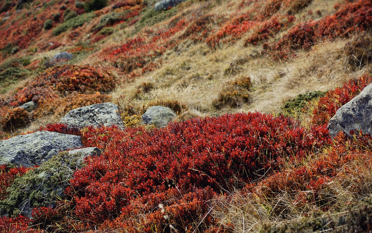 bushes grass landscape free photo