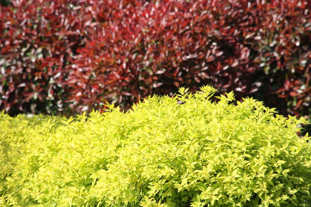 bushes leaves color free photo