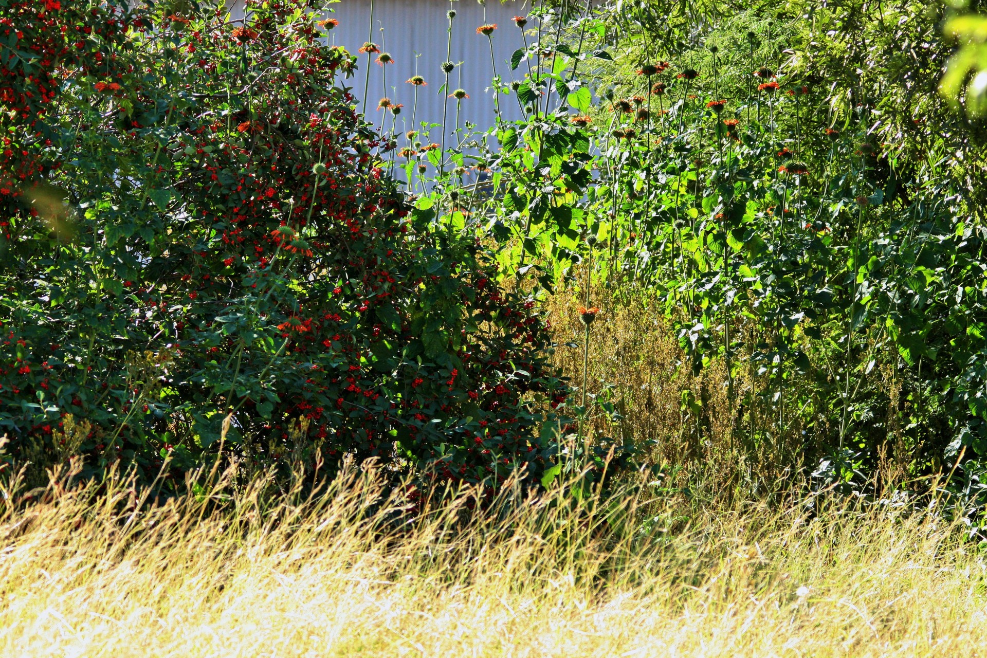 bush shrubs berries free photo