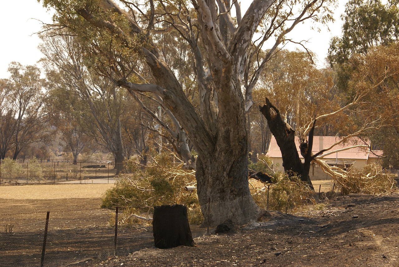 bushfire  australia  landscape free photo