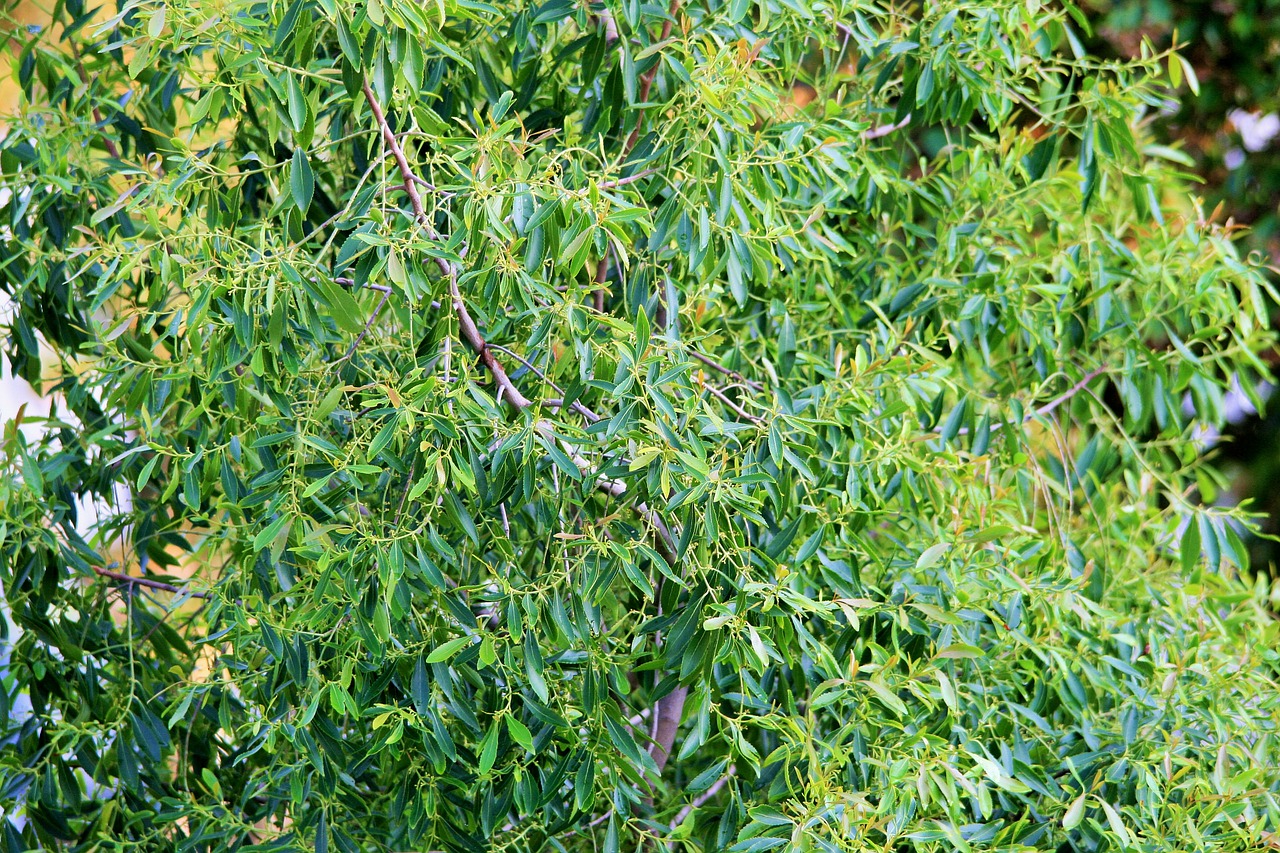 busman's tea tree tree bushman's tea free photo