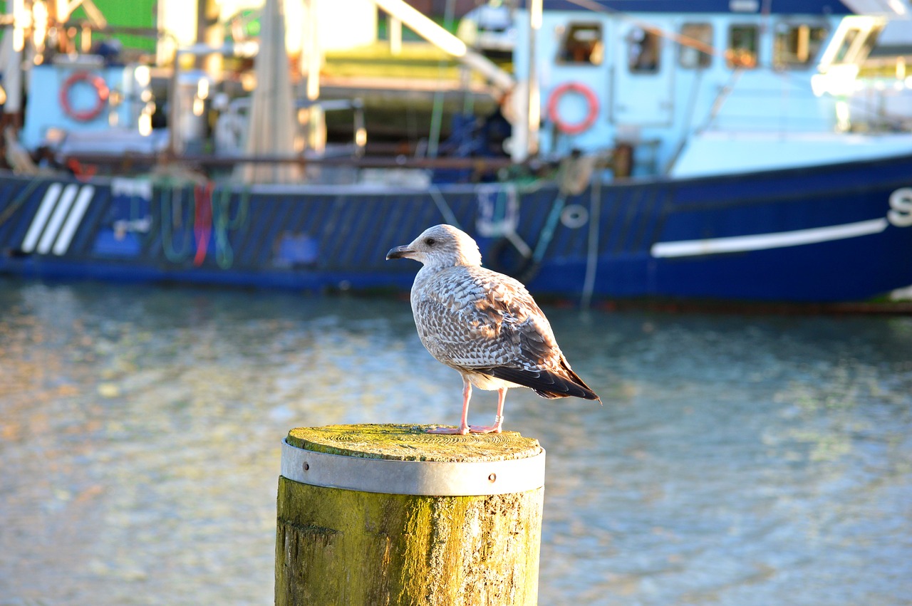 büsum  seagull  port free photo