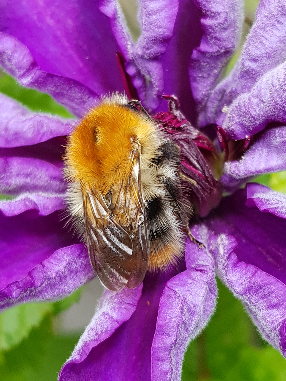 busy bee flower collect nectar free photo