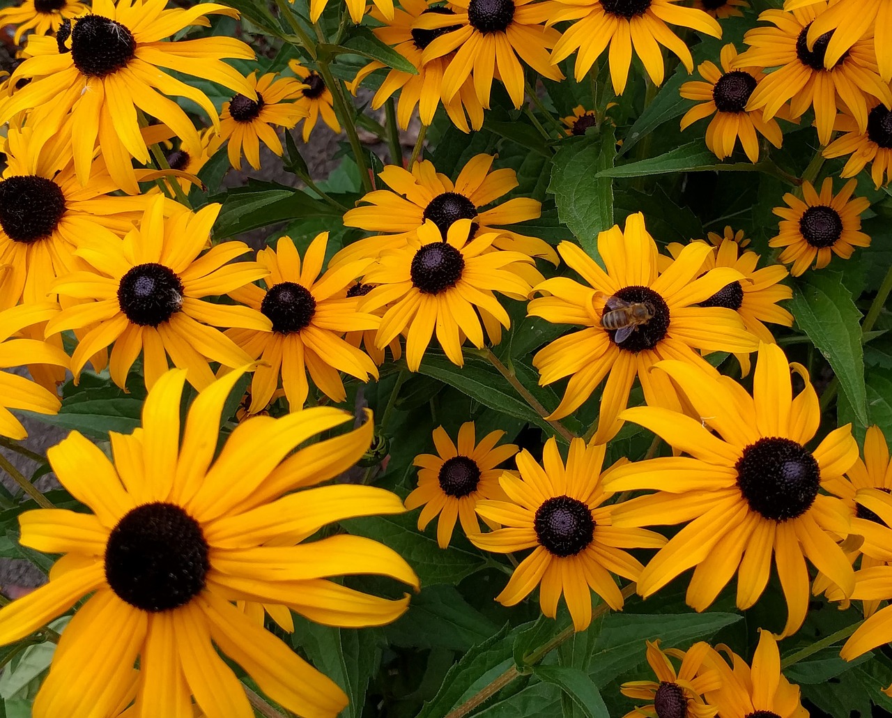 busy bee on black-eyed susan bee close up free photo