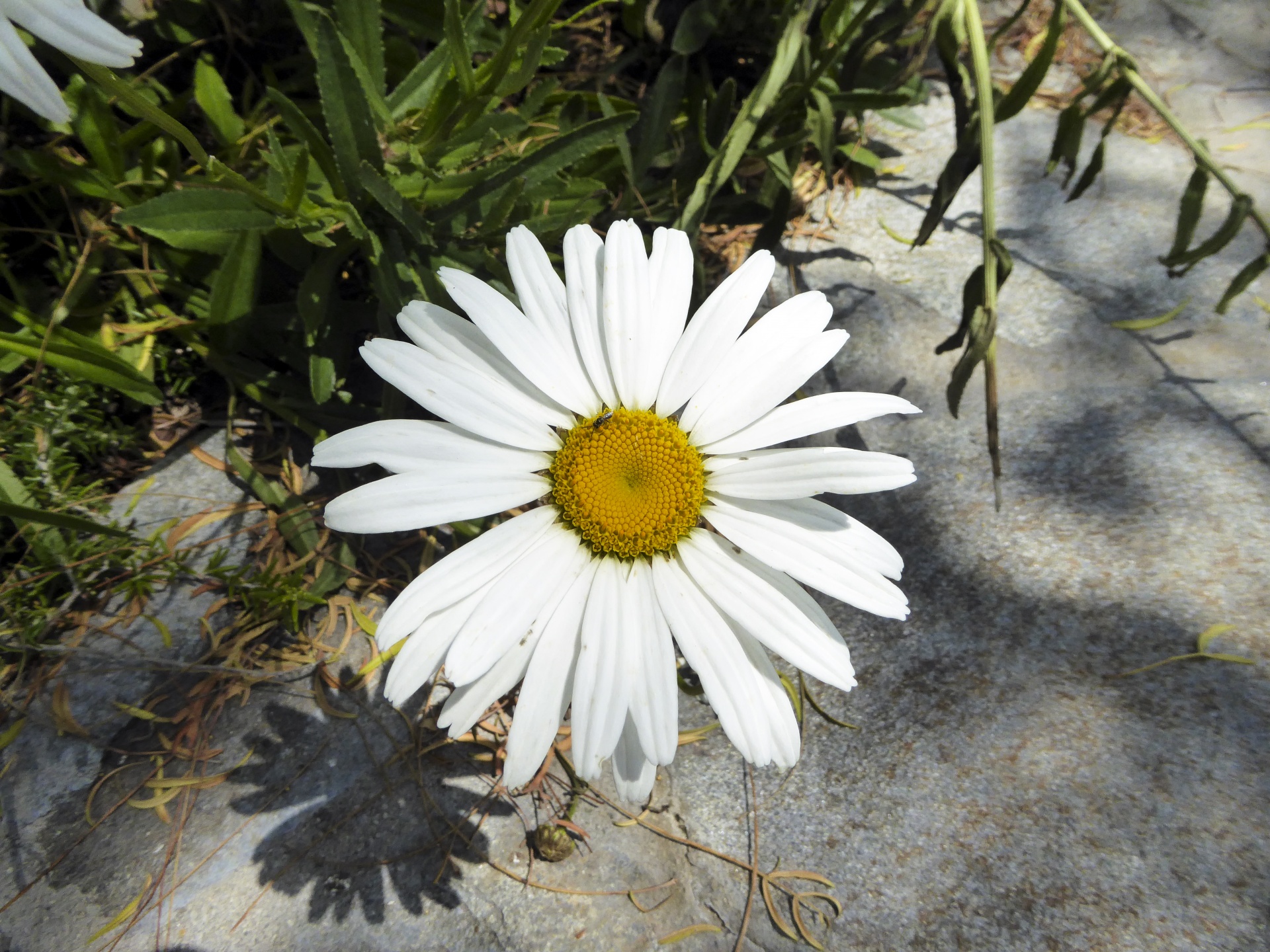 daisy flower bug free photo