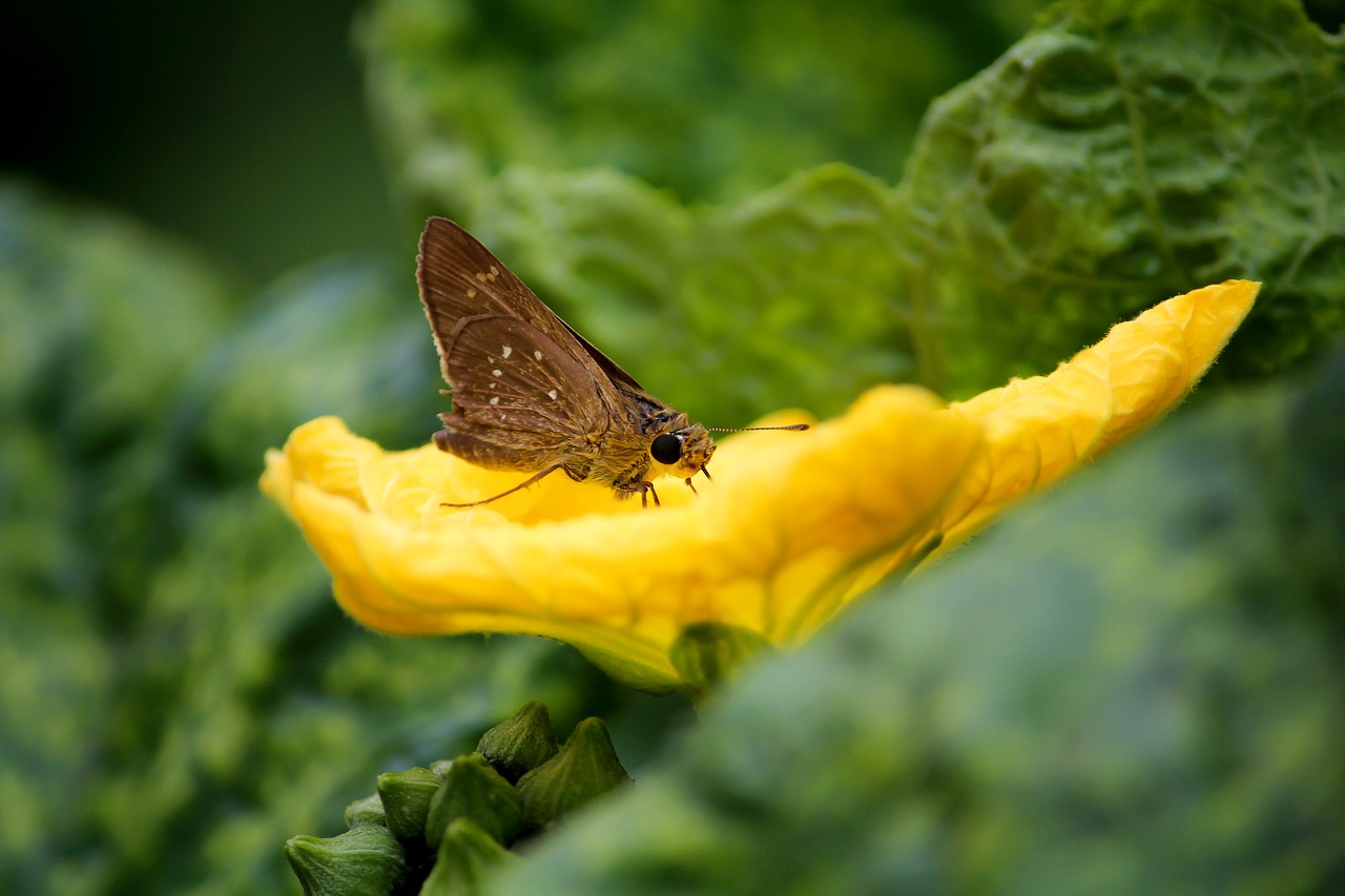 buterfly flower nature free photo