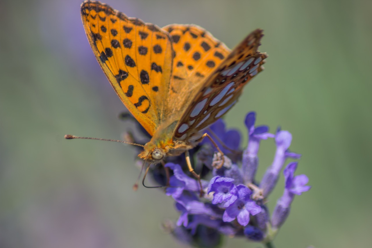 buterfly lavender macro free photo