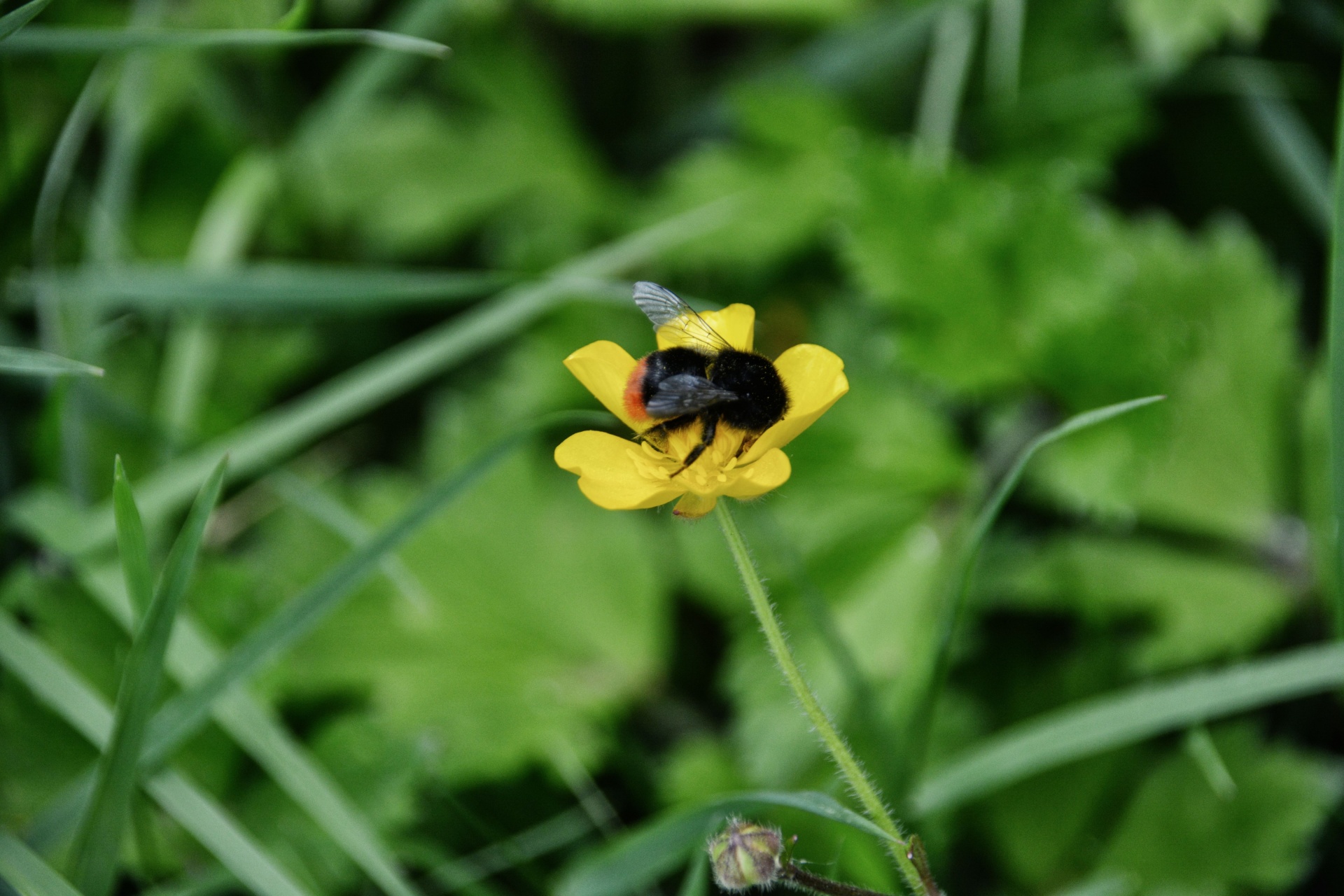 bumblebee insect flora free photo