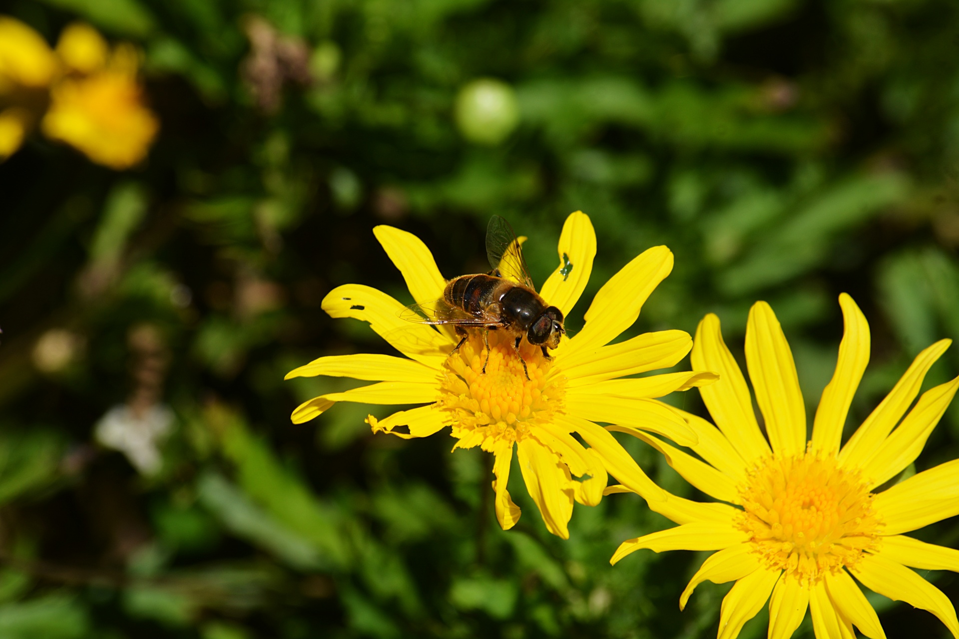 bee insect flowers free photo