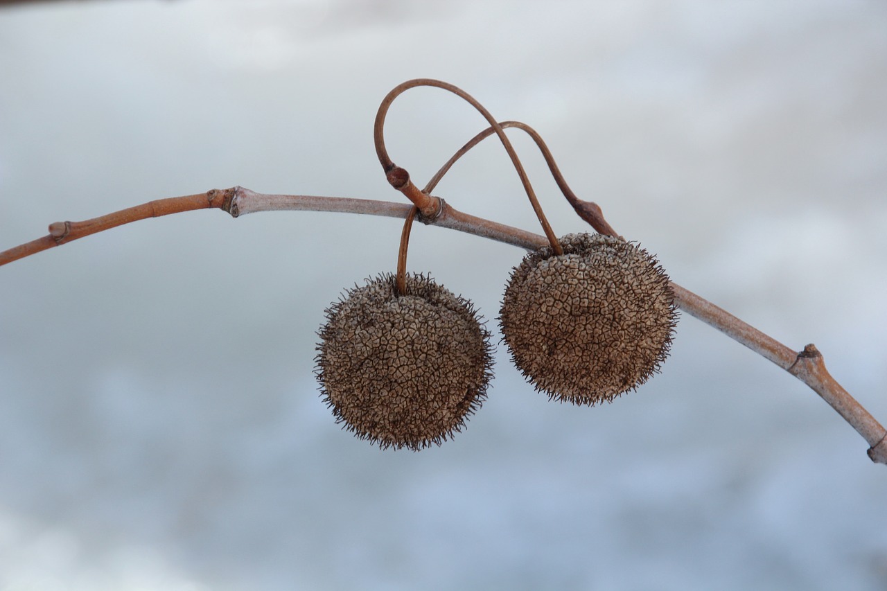 butter balls nuts seeds free photo