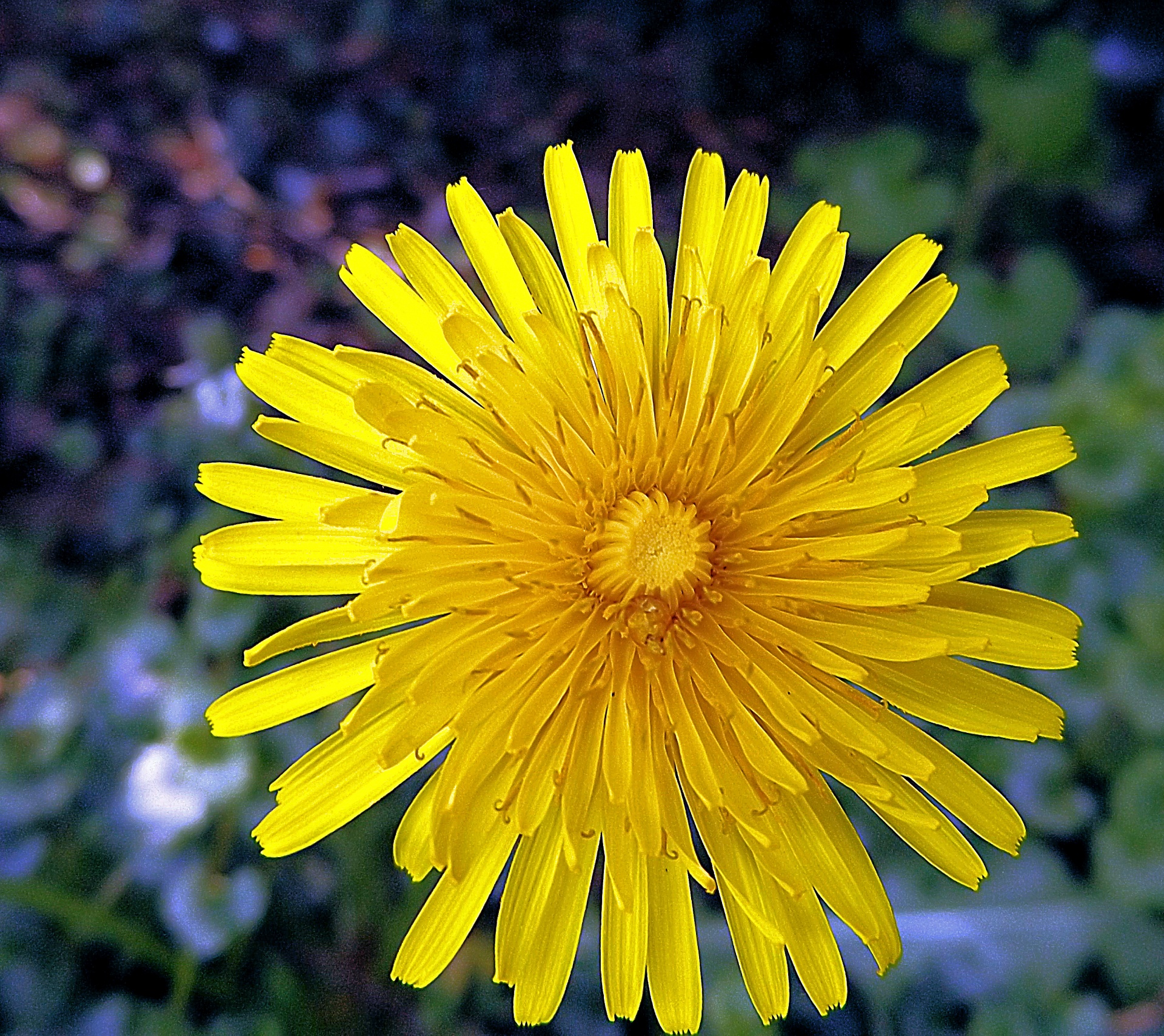 dandelion plant yellow free photo
