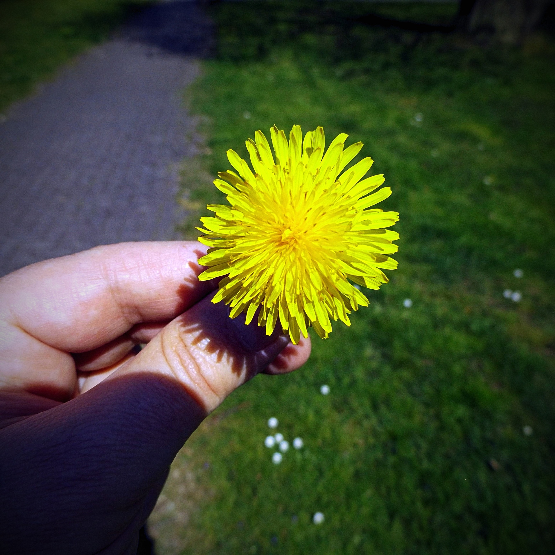 dandelion plant yellow free photo