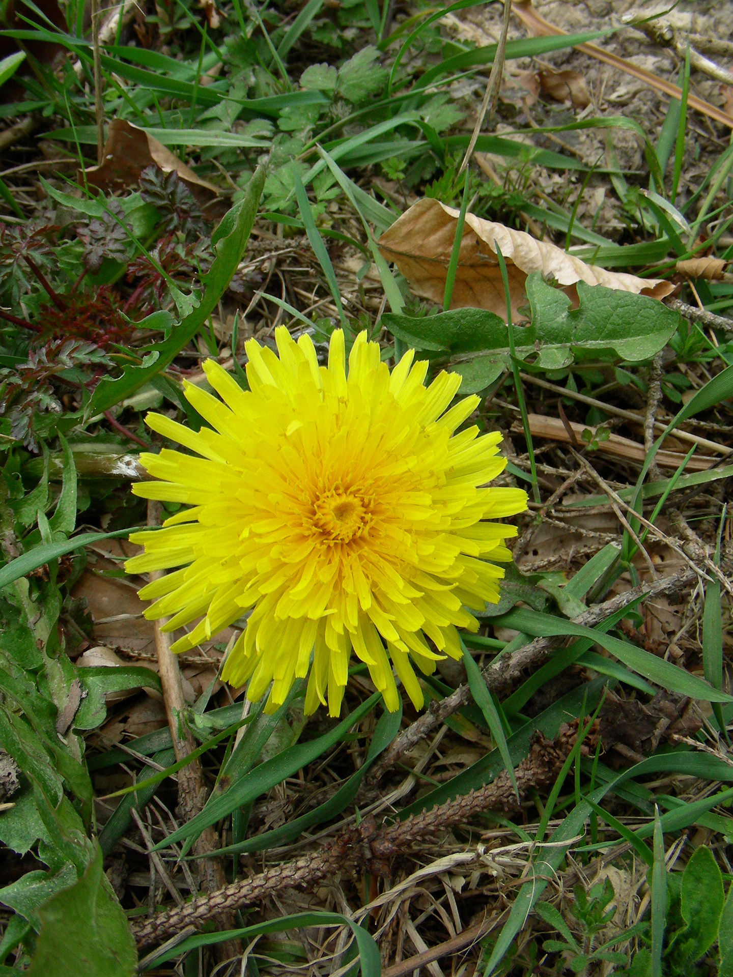 flower herb dandelion free photo