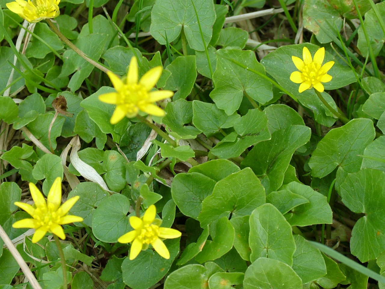 buttercup meadow green free photo