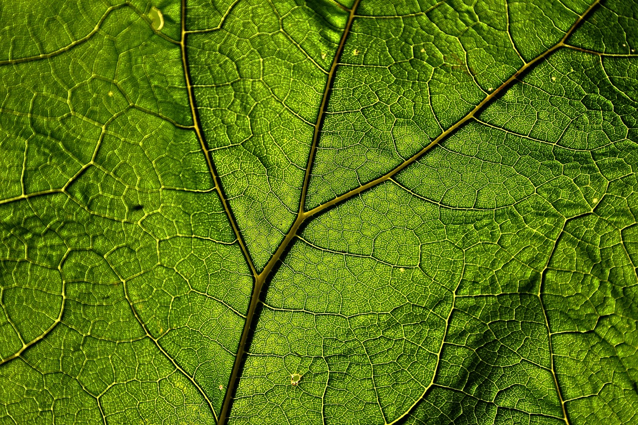 butterbur  leaf  plant free photo