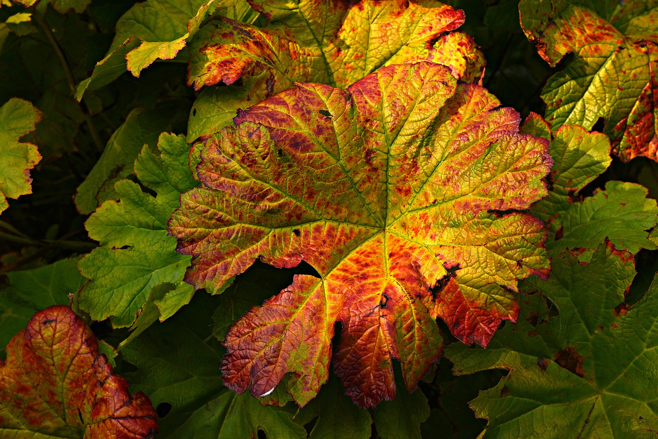 butterbur  plant  leaf free photo