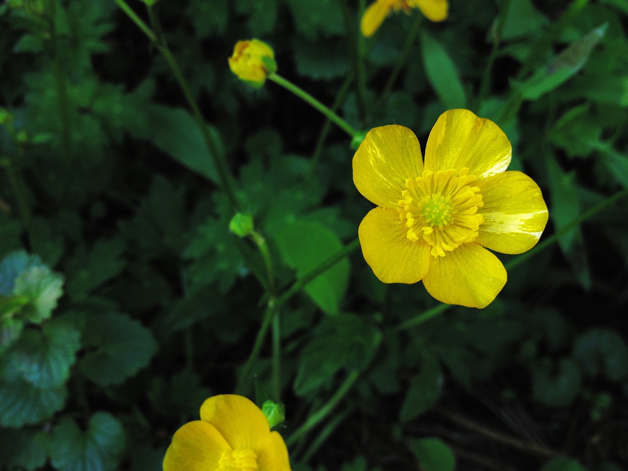 buttercup yellow nature free photo