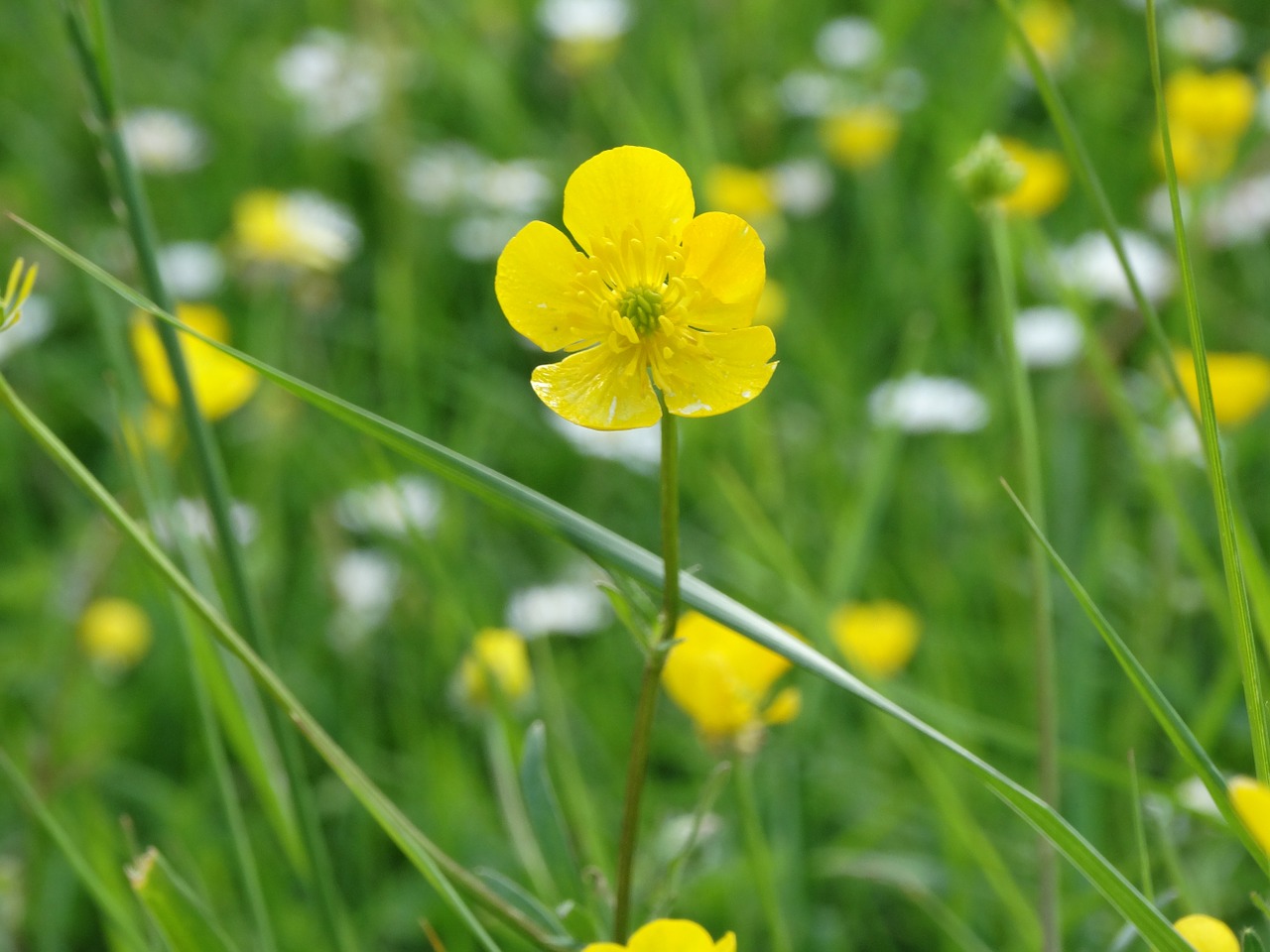 buttercup flowers yellow free photo