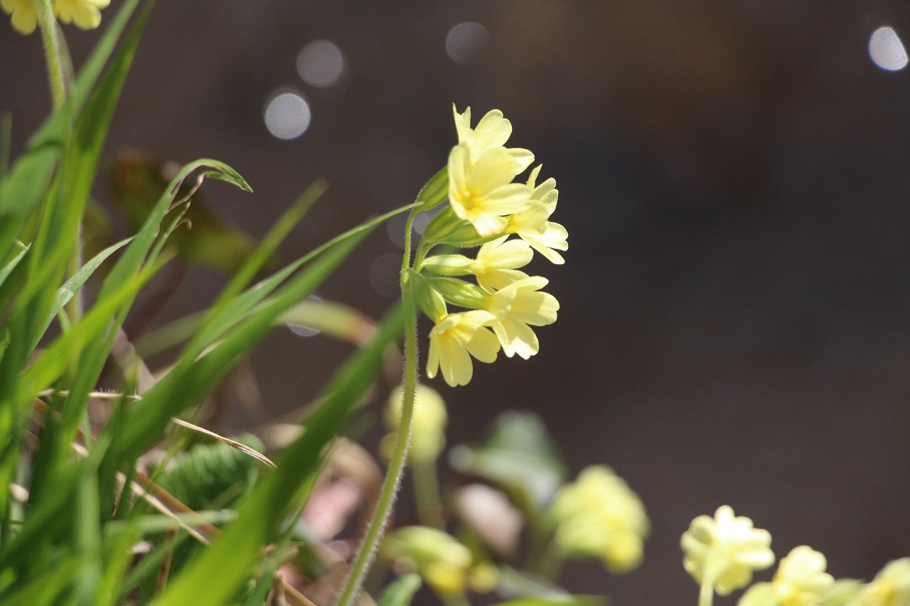 buttercup flower yellow free photo