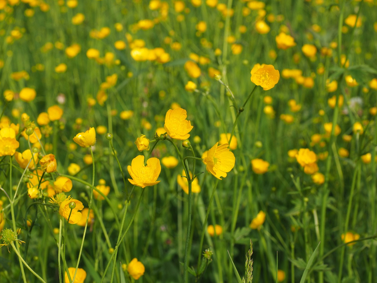buttercup pointed flower flowers free photo
