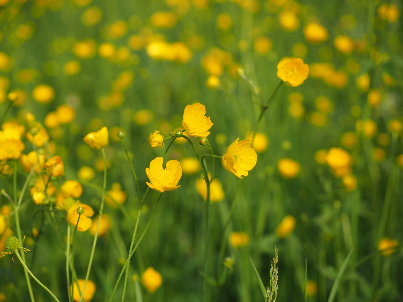 buttercup pointed flower flowers free photo