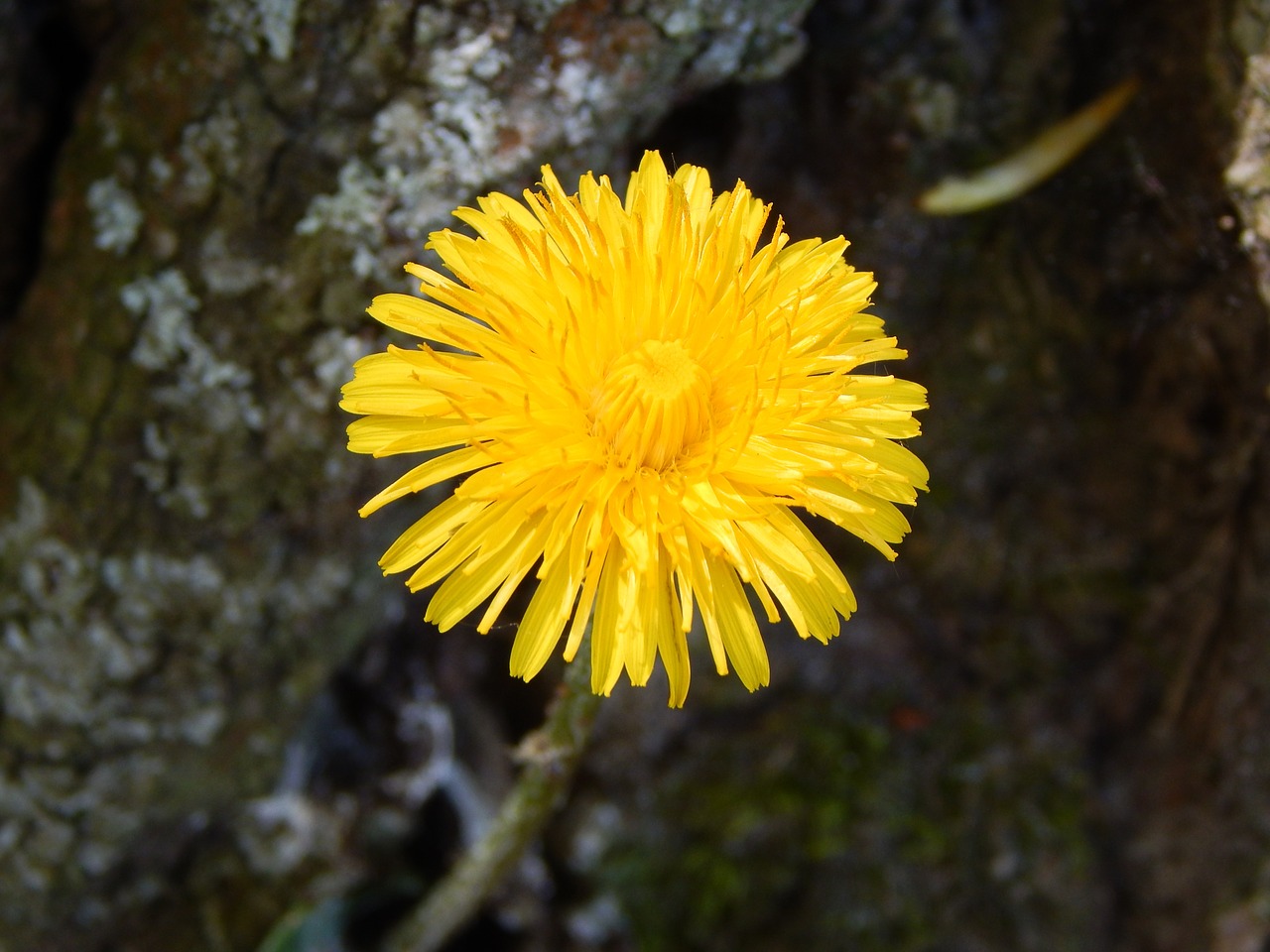 buttercup dandelion flowers free photo