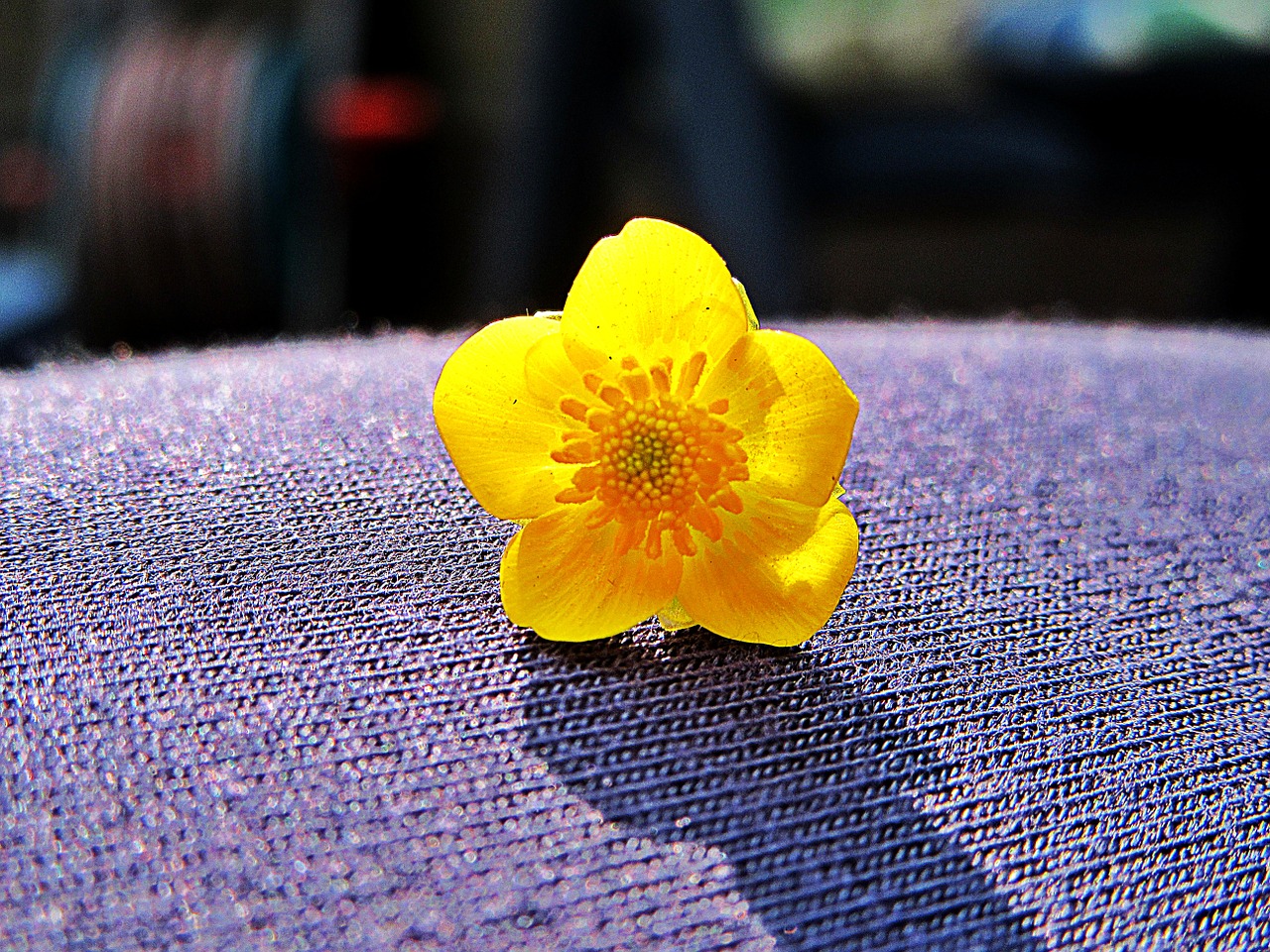 buttercup macro yellow flower free photo