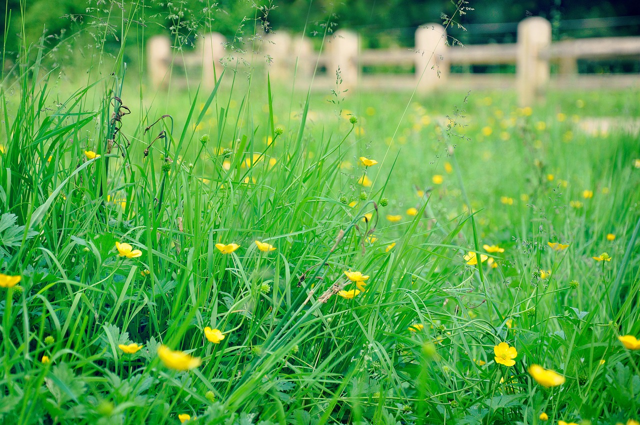 buttercup flower meadow free photo