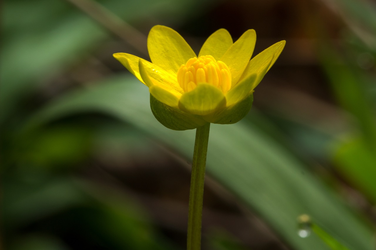 buttercup blossom bloom free photo