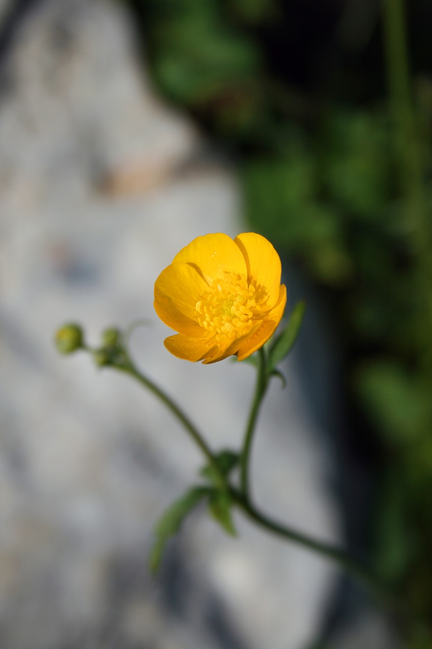 buttercup yellow macro free photo