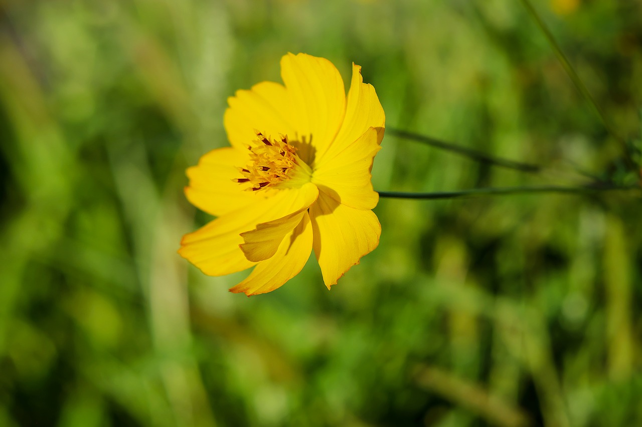 buttercup flower yellow flower free photo