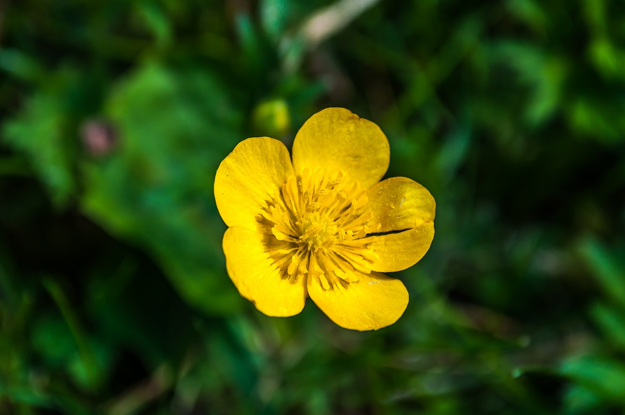 buttercup caltha palustris pointed flower free photo