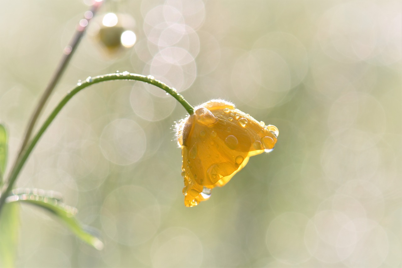 buttercup meadow grass free photo