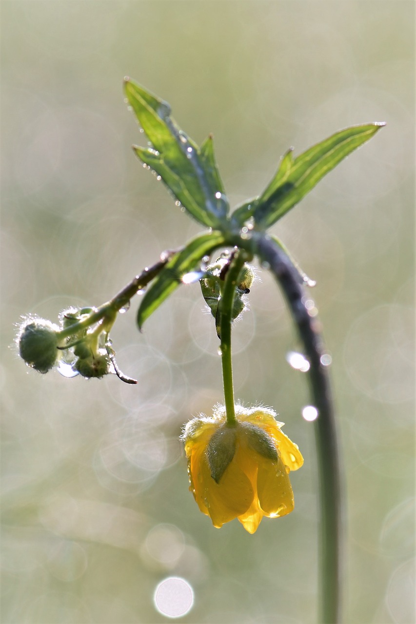 buttercup meadow plant free photo