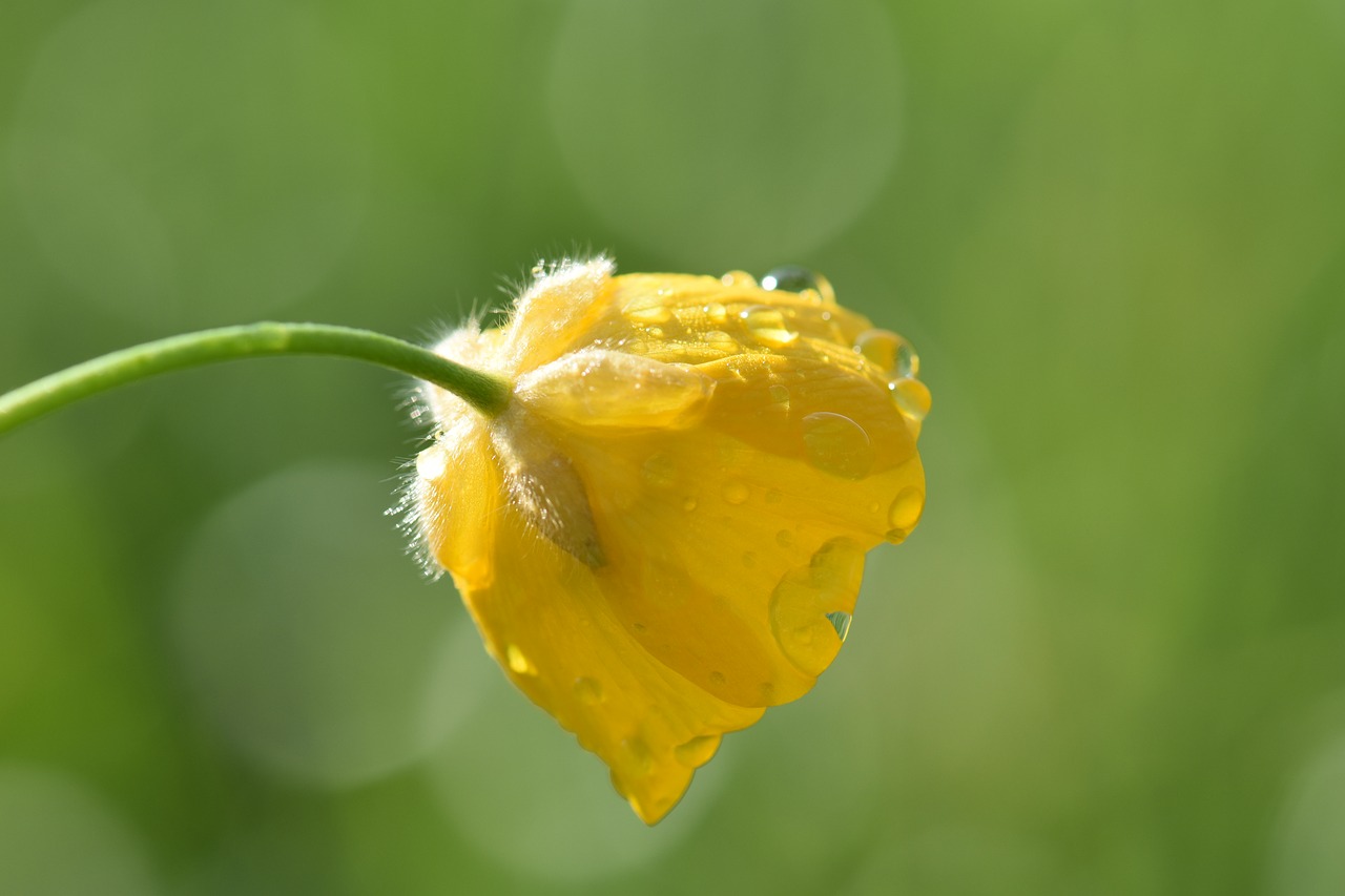 buttercup meadow plant free photo