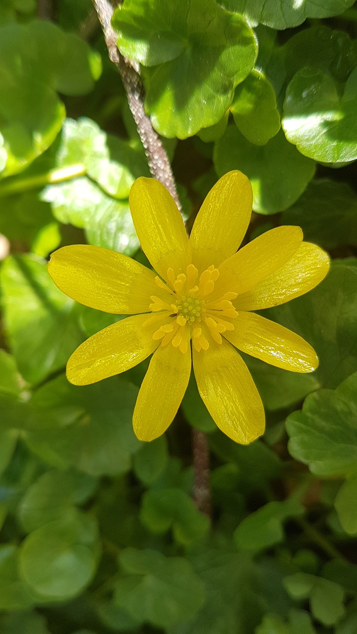 buttercup yellow bloom free photo